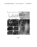 Method of In Vitro Differentiation of Neural Stem Cells, Motor Neurons and     Dopamine Neurons From Primate Embryonic Stem Cells diagram and image