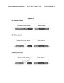 HIGHLY EFFICIENT GENE-REGULATORY ELEMENT SCREENING ASSAY AND COMPOSITIONS     FOR PERFORMING THE SAME diagram and image