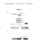 HIGHLY EFFICIENT GENE-REGULATORY ELEMENT SCREENING ASSAY AND COMPOSITIONS     FOR PERFORMING THE SAME diagram and image