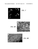 ENHANCEMENT OF BMP RETENTION diagram and image