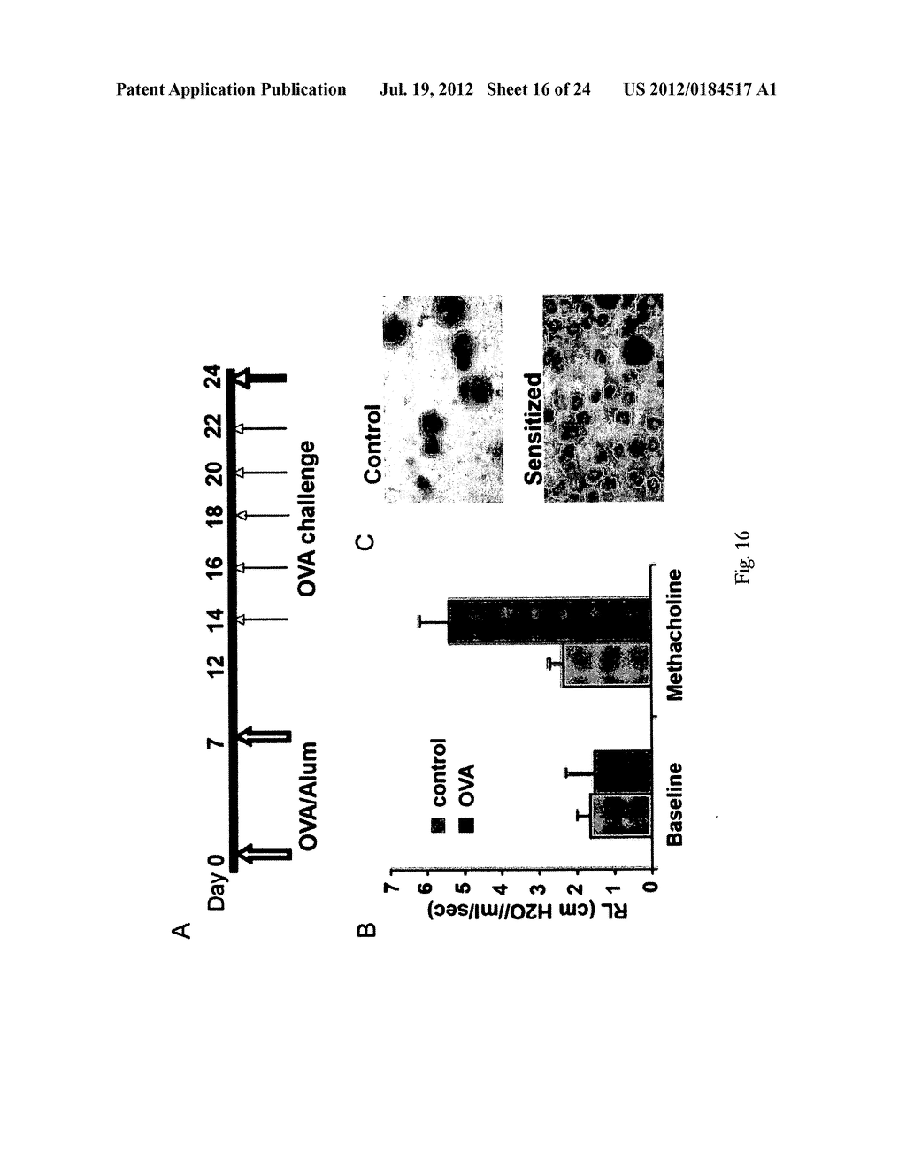 TREATMENT OF DISEASES WITH ALTERED SMOOTH MUSCLE CONTRACTILITY - diagram, schematic, and image 17