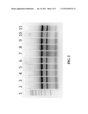 Nucleic Acid Purification diagram and image