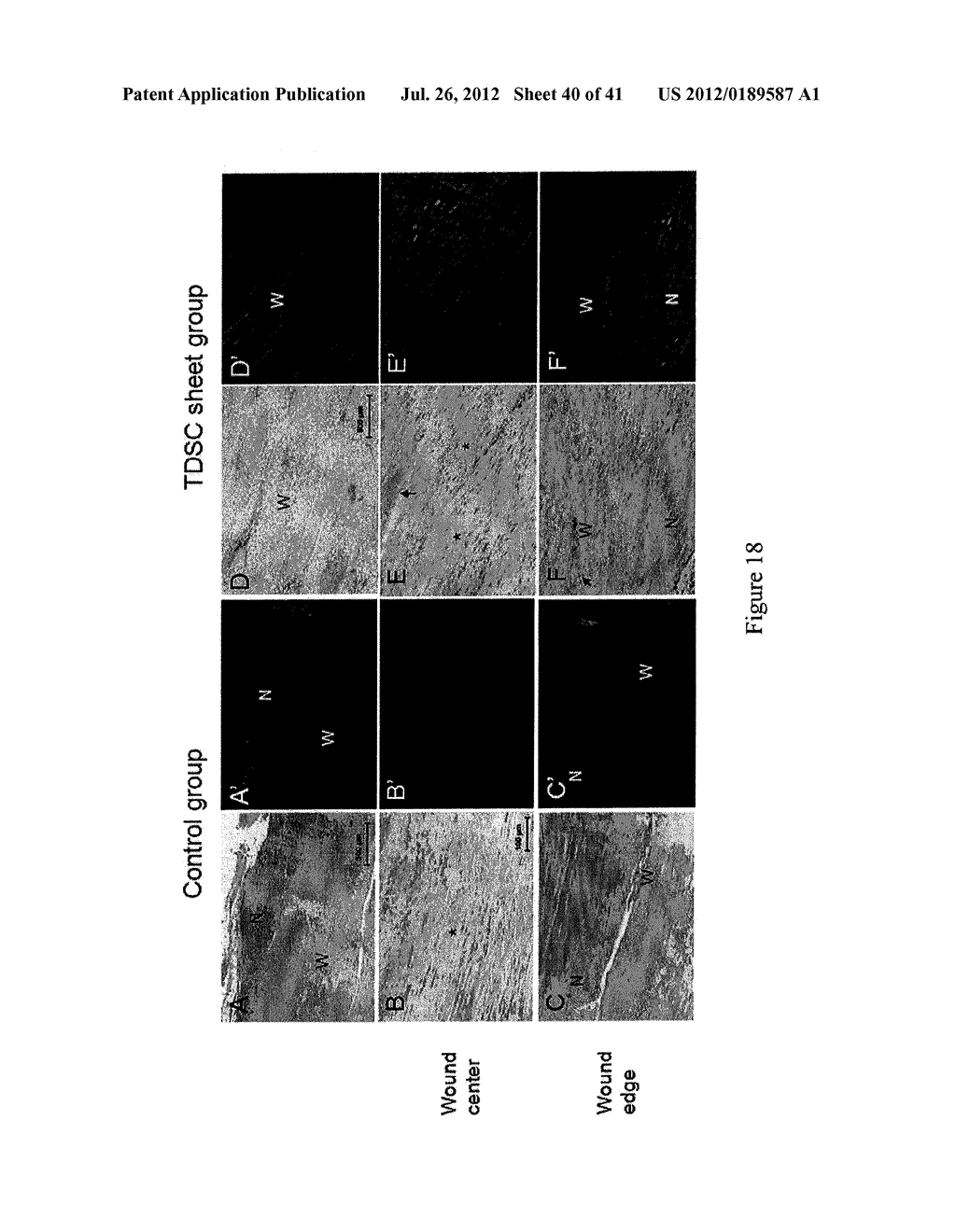 CELL SHEET FOR TISSUE REPAIR AND BIO-ARTIFICIAL TISSUE ENGINEERING, METHOD     OF PRODUCING THE SAME AND METHOD OF USING THE SAME - diagram, schematic, and image 41