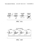 METHODS FOR PROMOTING HEMATOPOIETIC RECONSTITUTION diagram and image