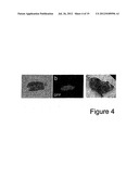 NUCLEAR RECEPTOR AND MUTANT THEREOF AND THE USE OF THE SAME IN THE     REPROGRAMMING OF CELLS diagram and image