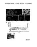 NUCLEAR RECEPTOR AND MUTANT THEREOF AND THE USE OF THE SAME IN THE     REPROGRAMMING OF CELLS diagram and image