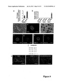 NUCLEAR RECEPTOR AND MUTANT THEREOF AND THE USE OF THE SAME IN THE     REPROGRAMMING OF CELLS diagram and image