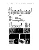 NUCLEAR RECEPTOR AND MUTANT THEREOF AND THE USE OF THE SAME IN THE     REPROGRAMMING OF CELLS diagram and image