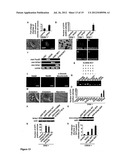 NUCLEAR RECEPTOR AND MUTANT THEREOF AND THE USE OF THE SAME IN THE     REPROGRAMMING OF CELLS diagram and image