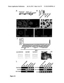 NUCLEAR RECEPTOR AND MUTANT THEREOF AND THE USE OF THE SAME IN THE     REPROGRAMMING OF CELLS diagram and image