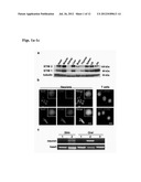 STIM2-MEDIATED CAPACITIVE CALCIUM ENTRY diagram and image