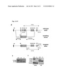 STIM2-MEDIATED CAPACITIVE CALCIUM ENTRY diagram and image