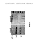 TREATMENT AND PROPHYLAXIS OF AMYLOIDOSIS diagram and image