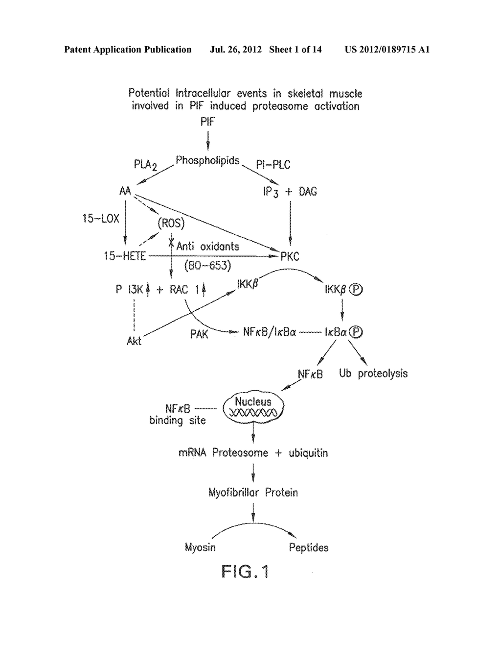 COMPOSITIONS INCLUDING BETA-HYDROXY-BETA-METHYLBUTYRATE AND USES THEREOF - diagram, schematic, and image 02