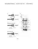 RAF DIMERS AND USES THEREOF diagram and image