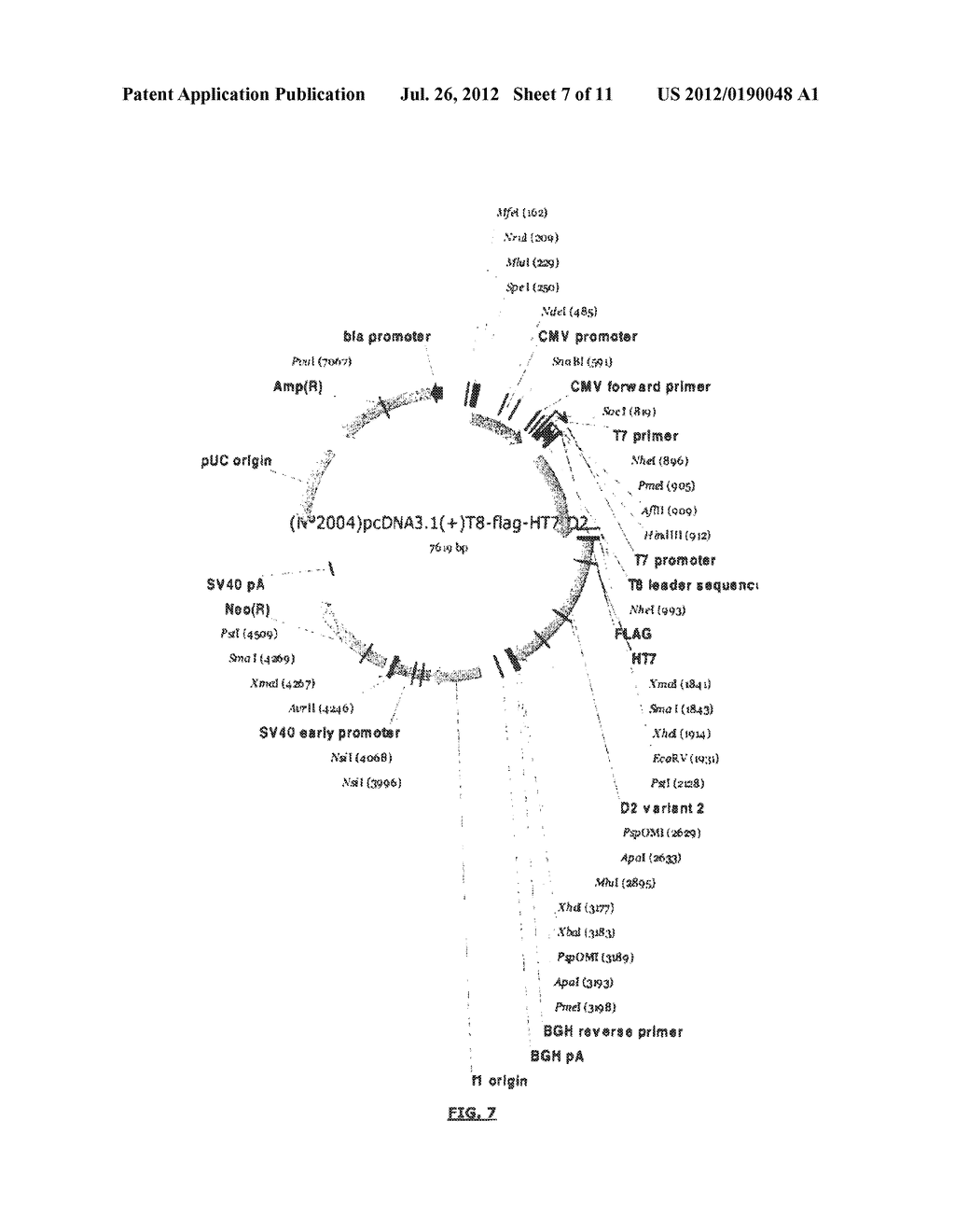 METHOD FOR DETERMINING THE BINDING OF A GIVEN COMPOUND TO A MEMBRANE     RECEPTOR - diagram, schematic, and image 08