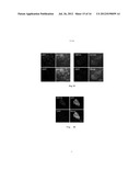 METHODS FOR OBTAINING HEPATOCYTES, HEPATIC ENDODERM CELLS AND HEPATIC     PROGENITOR CELLS BY INDUCED DIFFERENTIATION diagram and image