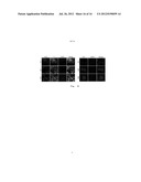 METHODS FOR OBTAINING HEPATOCYTES, HEPATIC ENDODERM CELLS AND HEPATIC     PROGENITOR CELLS BY INDUCED DIFFERENTIATION diagram and image