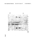 GLUTAMINE-AUXOTHROPHIC HUMAN CELLS CAPABLE OF PRODUCING PROTEINS AND     CAPABLE OF GROWING IN A GLUTAMINE-FREE MEDIUM diagram and image