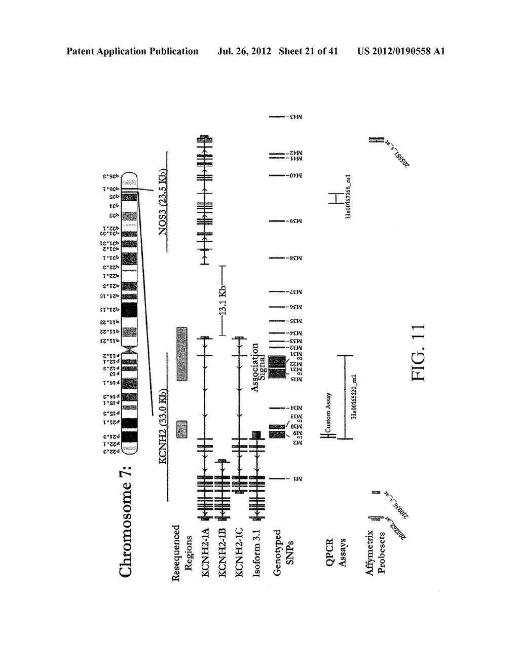 SCHIZOPHRENIA-RELATED ISOFORM OF KCNH2 AND DEVELOPMENT OF ANTIPSYCHOTIC     DRUGS - diagram, schematic, and image 22