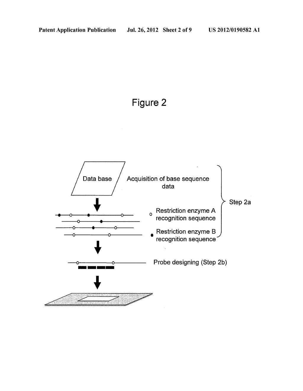 METHOD FOR DESIGNING PROBE IN DNA MICROARRAY, AND DNA MICROARRAY PROVIDED     WITH PROBE DESIGNED THEREBY - diagram, schematic, and image 03