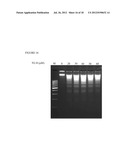 ANTI-BACTERIAL INFECTION, INFLAMMATION, AND LEUKEMIA COMPOSITION AND USE     THEREOF diagram and image