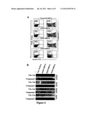 INHIBITORS OF PHOSPHATIDYLINOSITOL-3-KINASE (PI3) AND INDUCERS OF NITRIC     OXIDE (NO) diagram and image