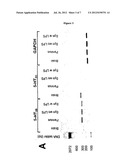 COMPOUNDS FOR TREATMENTS OF INFLAMMATION diagram and image