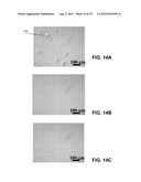 METHOD FOR HETEROEPITAXIAL GROWTH OF HIGH-QUALITY N-FACE GaN, InN, AND AIN     AND THEIR ALLOYS BY METAL ORGANIC CHEMICAL VAPOR DEPOSITION diagram and image