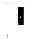 Monoclonal Antibodies Against Claudin-18 For Treatment of Cancer diagram and image