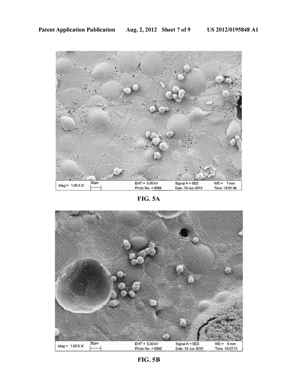 STRONTIUM-CONTAINING BIOACTIVE BONE CEMENT - diagram, schematic, and image 08