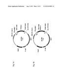 MODIFIED SOLUBLE FGF RECEPTOR FC FUSIONS WITH IMPROVED BIOLOGICAL ACTIVITY diagram and image