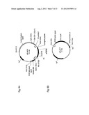 MODIFIED SOLUBLE FGF RECEPTOR FC FUSIONS WITH IMPROVED BIOLOGICAL ACTIVITY diagram and image