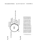 MODIFIED SOLUBLE FGF RECEPTOR FC FUSIONS WITH IMPROVED BIOLOGICAL ACTIVITY diagram and image