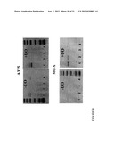 METHODS FOR UP-REGULATING ANTIGEN EXPRESSION IN TUMORS diagram and image