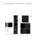 Modulation of Synaptic Maintenance diagram and image