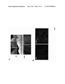 Modulation of Synaptic Maintenance diagram and image