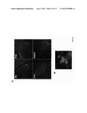 Modulation of Synaptic Maintenance diagram and image