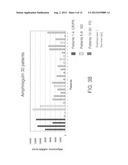 BIOMARKERS AND METHODS FOR DETERMINING SENSITIVITY TO EPIDERMAL GROWTH     FACTOR RECEPTOR MODULATORS diagram and image