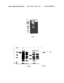  Fusion Protein of an Anti-CD20 Antibody Fab Fragment and Lidamycin, a     Method for Preparing the Same, and the Use Thereof diagram and image