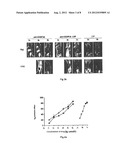  Fusion Protein of an Anti-CD20 Antibody Fab Fragment and Lidamycin, a     Method for Preparing the Same, and the Use Thereof diagram and image