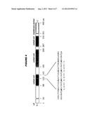 HYBRID AND TANDEM EXPRESSION OF NEISSERIAL PROTEINS diagram and image