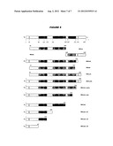 HYBRID AND TANDEM EXPRESSION OF NEISSERIAL PROTEINS diagram and image