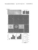 PARENTERAL COMPOSITION COMPRISING MICROSPHERES WITH A DIAMETER BETWEEN 10     AND 20 MICRONS diagram and image