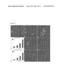 PARENTERAL COMPOSITION COMPRISING MICROSPHERES WITH A DIAMETER BETWEEN 10     AND 20 MICRONS diagram and image