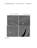 PARENTERAL COMPOSITION COMPRISING MICROSPHERES WITH A DIAMETER BETWEEN 10     AND 20 MICRONS diagram and image