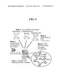 MULTICELLULAR ORGANOTYPIC MODEL OF HUMAN INTESTINAL MUCOSA diagram and image