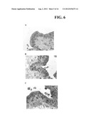 MULTICELLULAR ORGANOTYPIC MODEL OF HUMAN INTESTINAL MUCOSA diagram and image