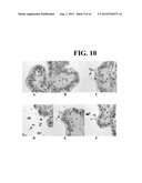 MULTICELLULAR ORGANOTYPIC MODEL OF HUMAN INTESTINAL MUCOSA diagram and image