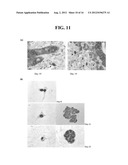 MULTICELLULAR ORGANOTYPIC MODEL OF HUMAN INTESTINAL MUCOSA diagram and image